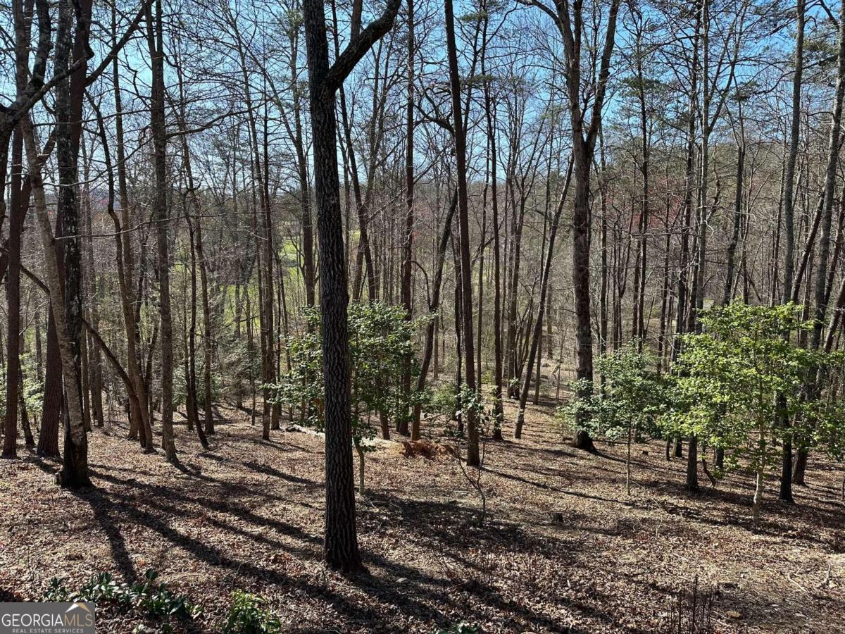 a view of a forest filled with trees