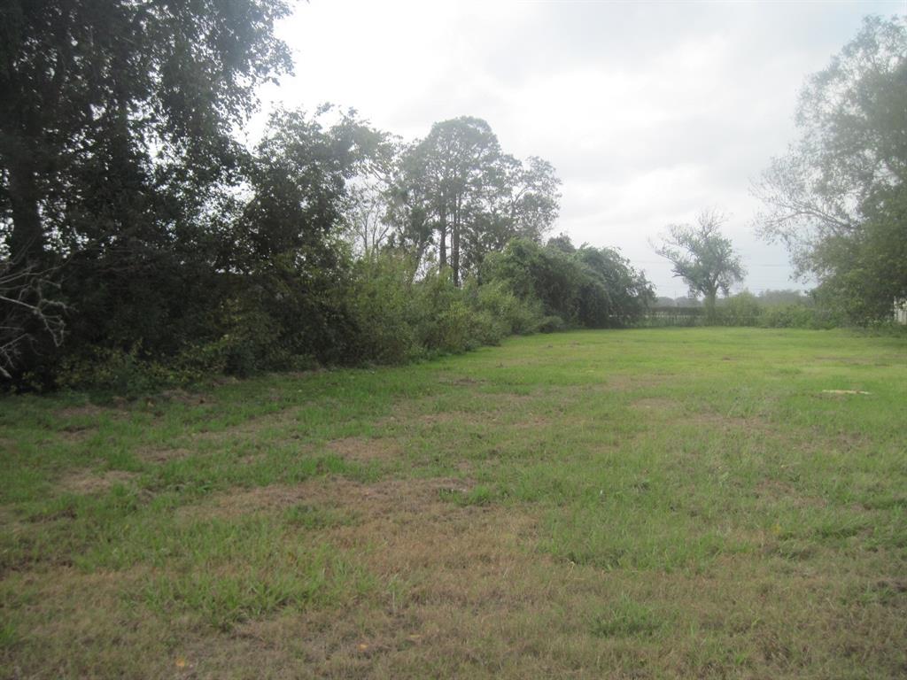 a view of a big yard with a large tree