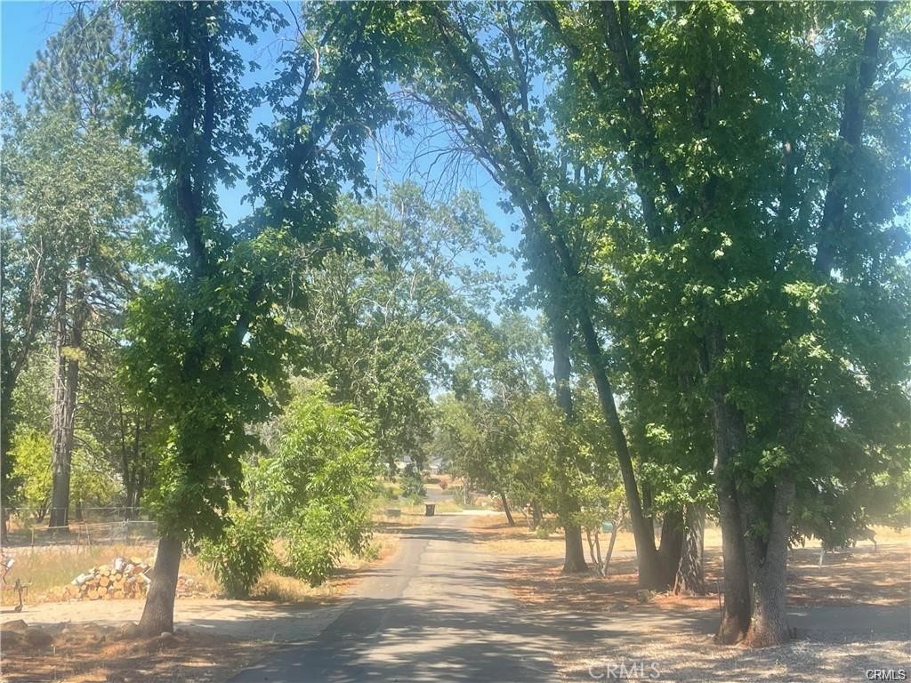 a view of a yard with plants and trees