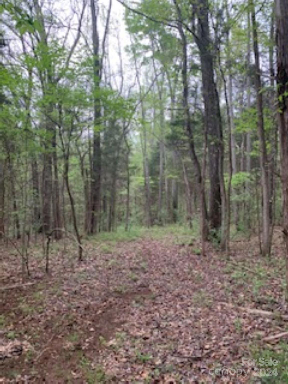 a view of a forest with trees