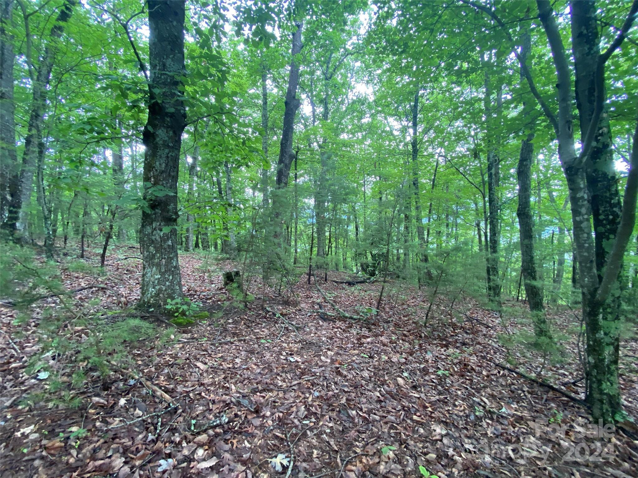 a view of a forest with trees