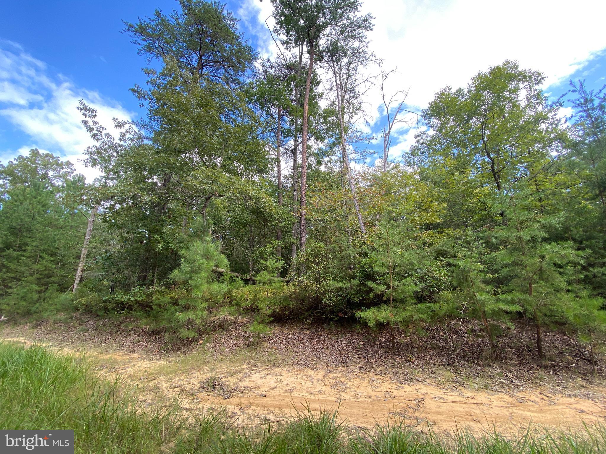 a view of a forest with trees