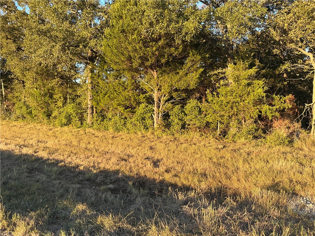 a view of under tree