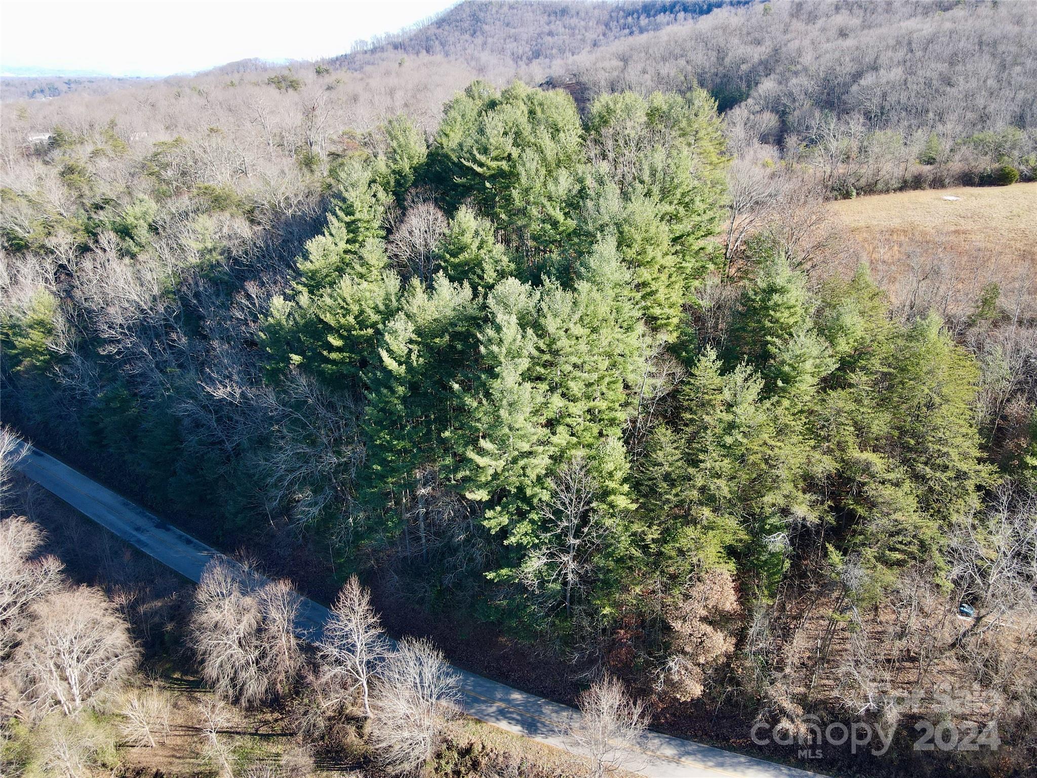 a view of a forest with a tree