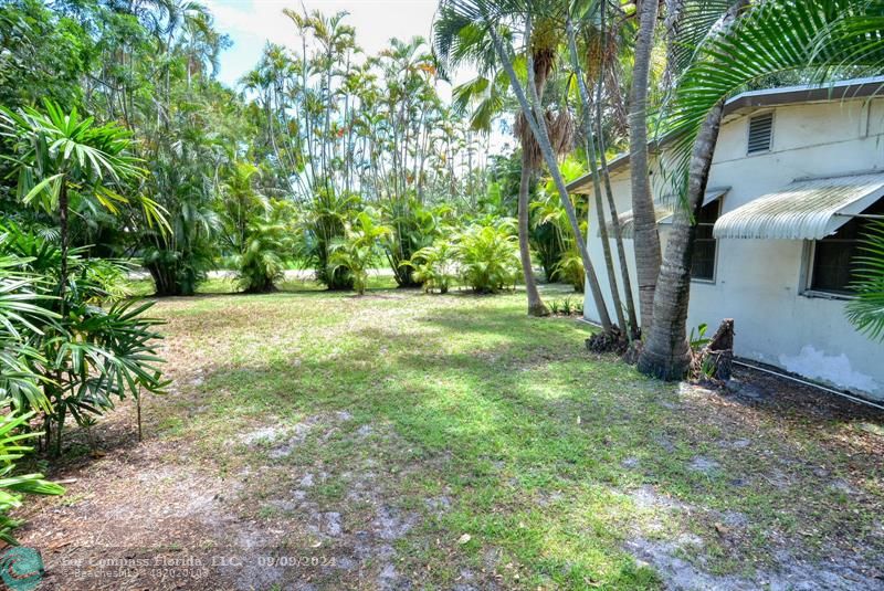 a view of a yard with plants and large trees