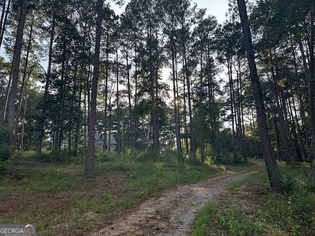 a view of a forest