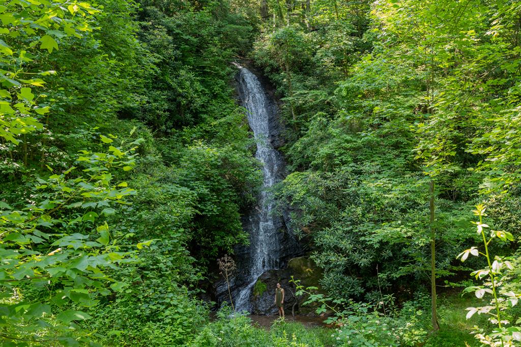 a view of a forest with a tree