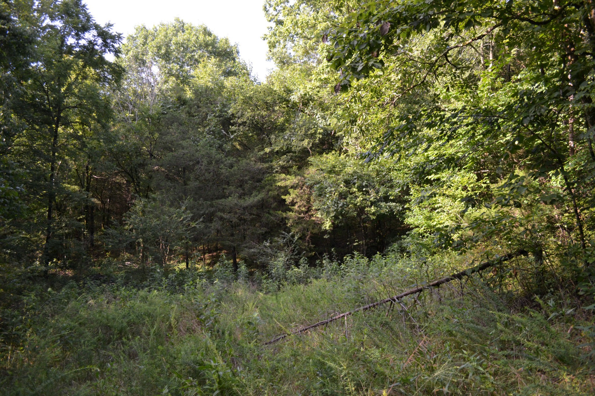 a view of a forest with a tree