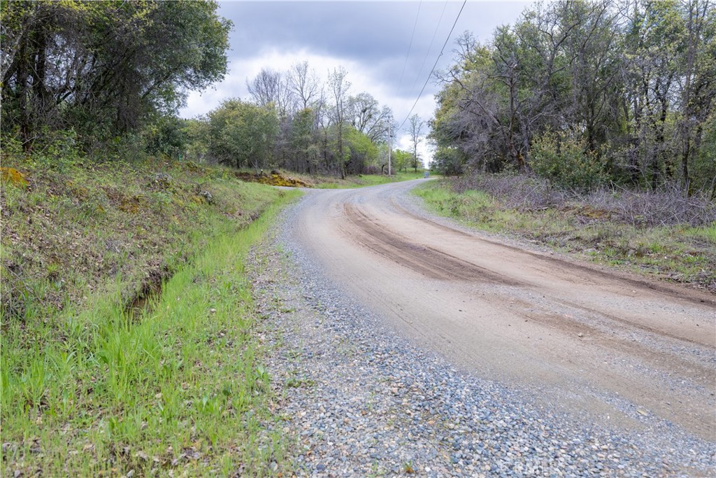 a view of a rural road with plants and trees