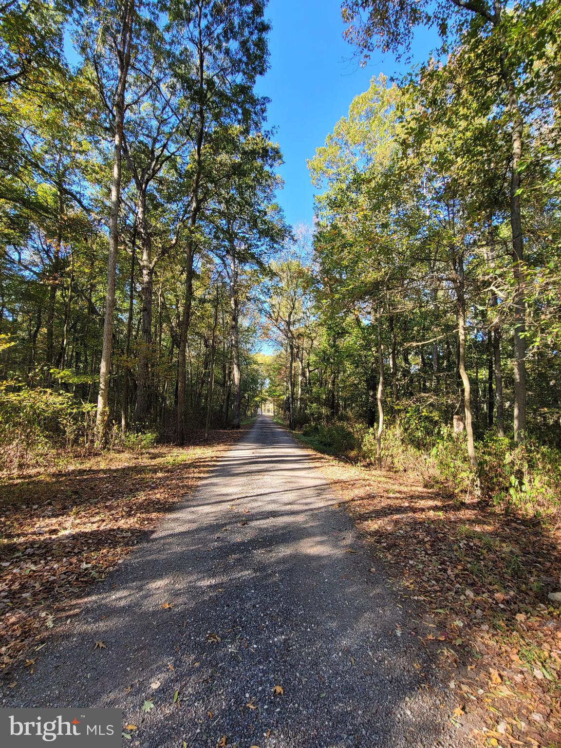 a view of a yard with large trees