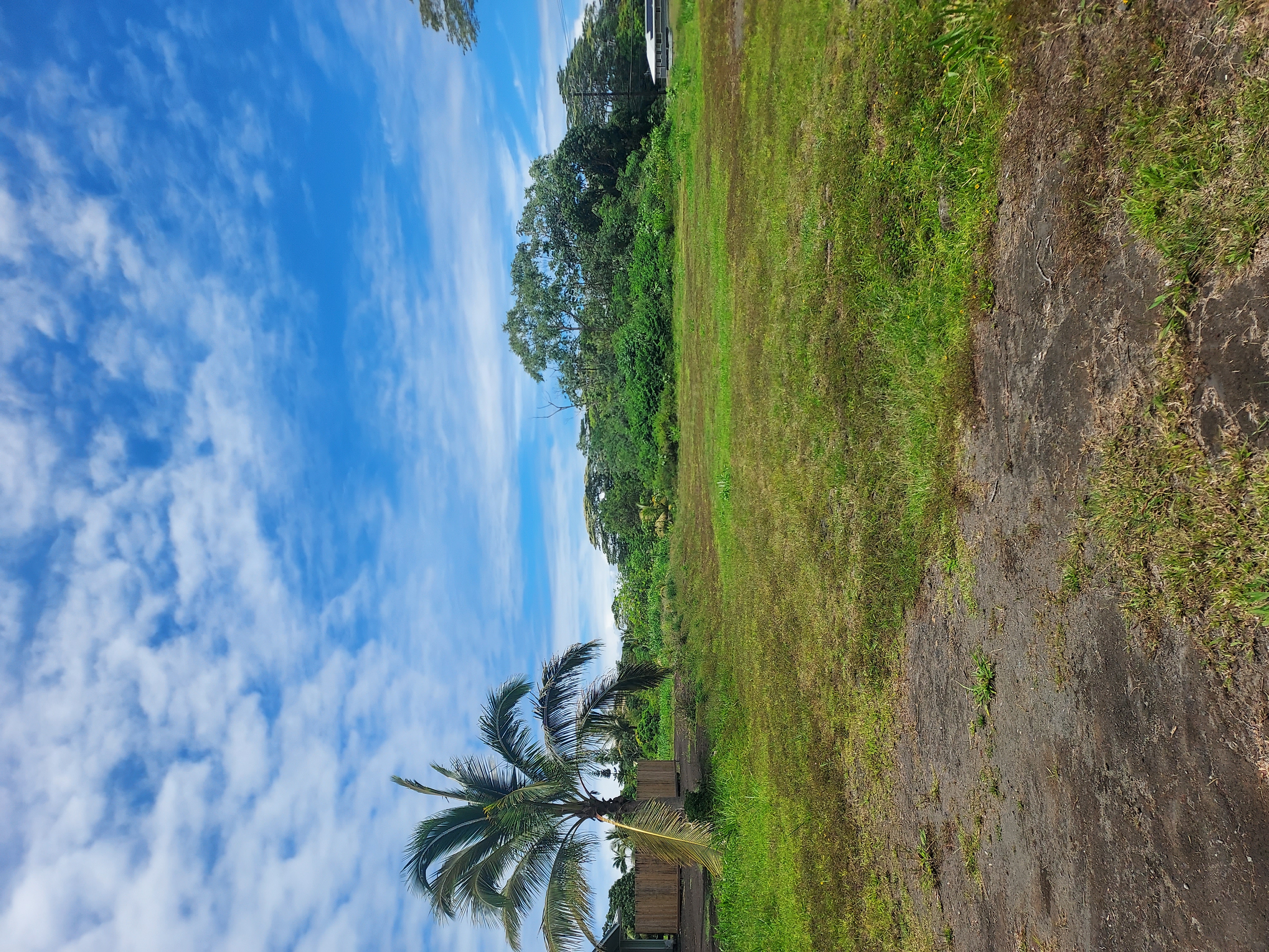 a view of a big yard with a large trees