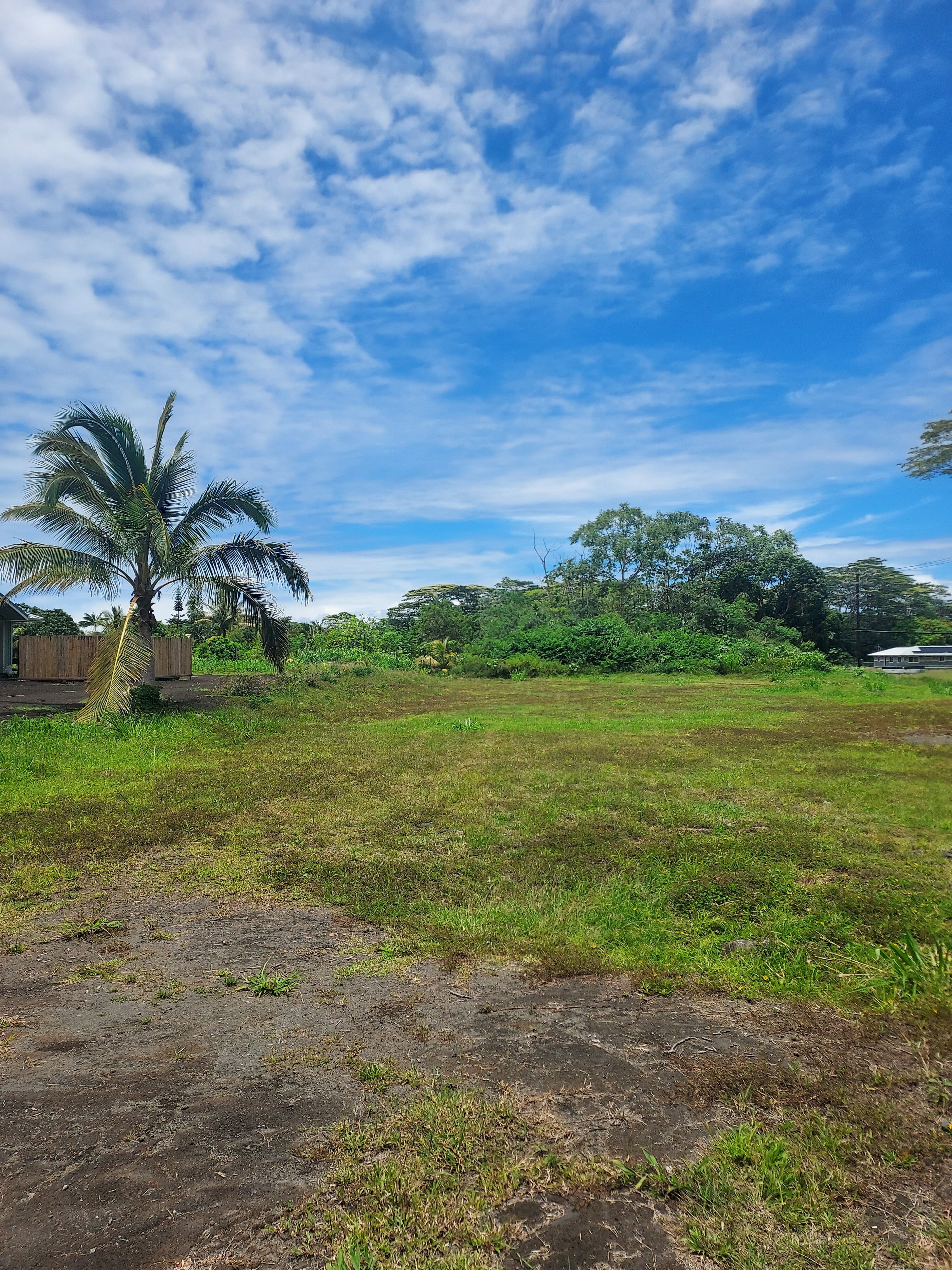 a view of a big yard with a large trees