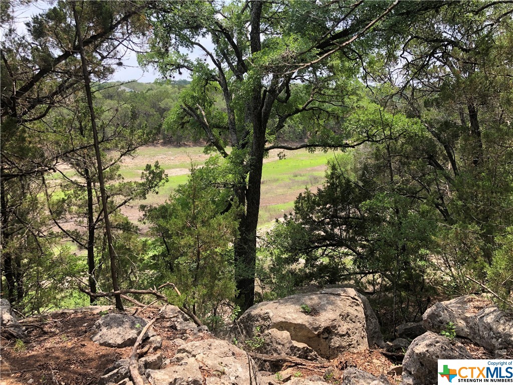 a view of a tree with a yard