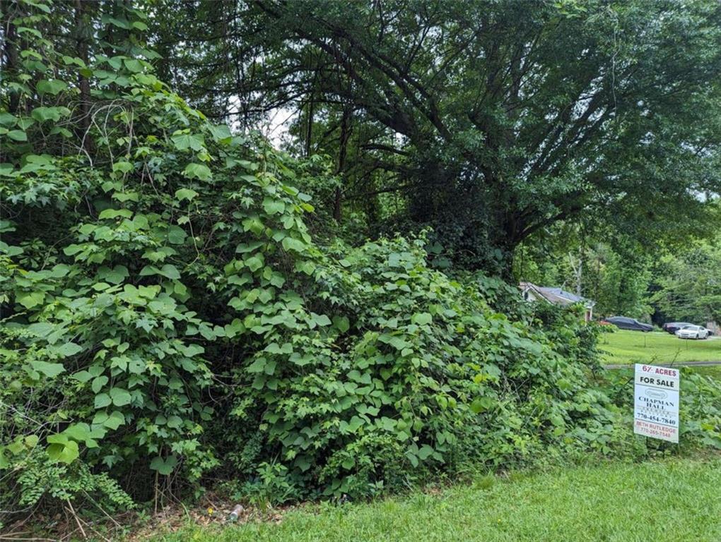 a view of a lush green forest