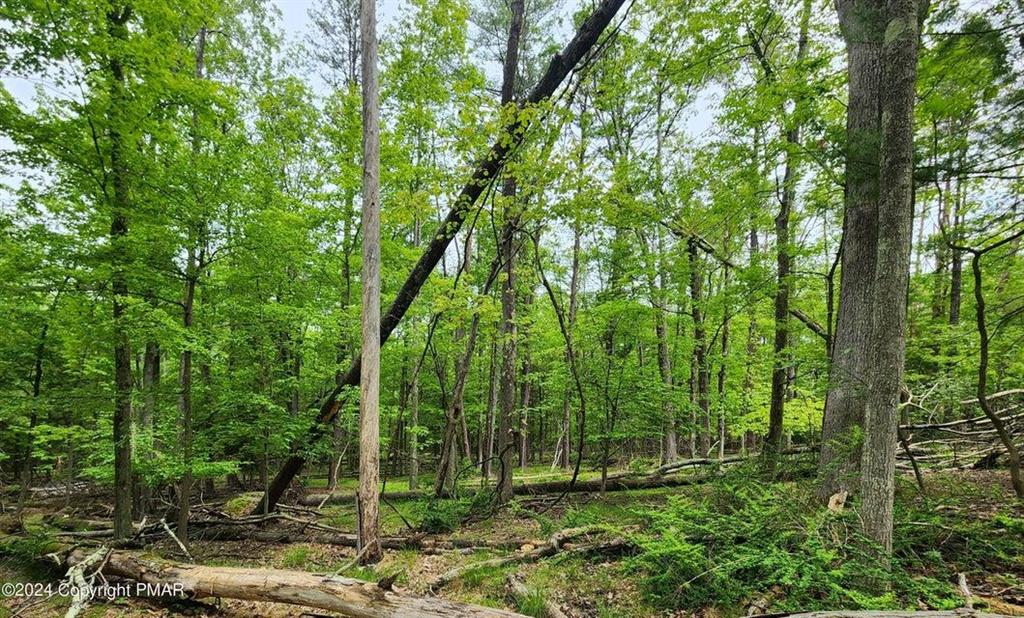 a view of a forest