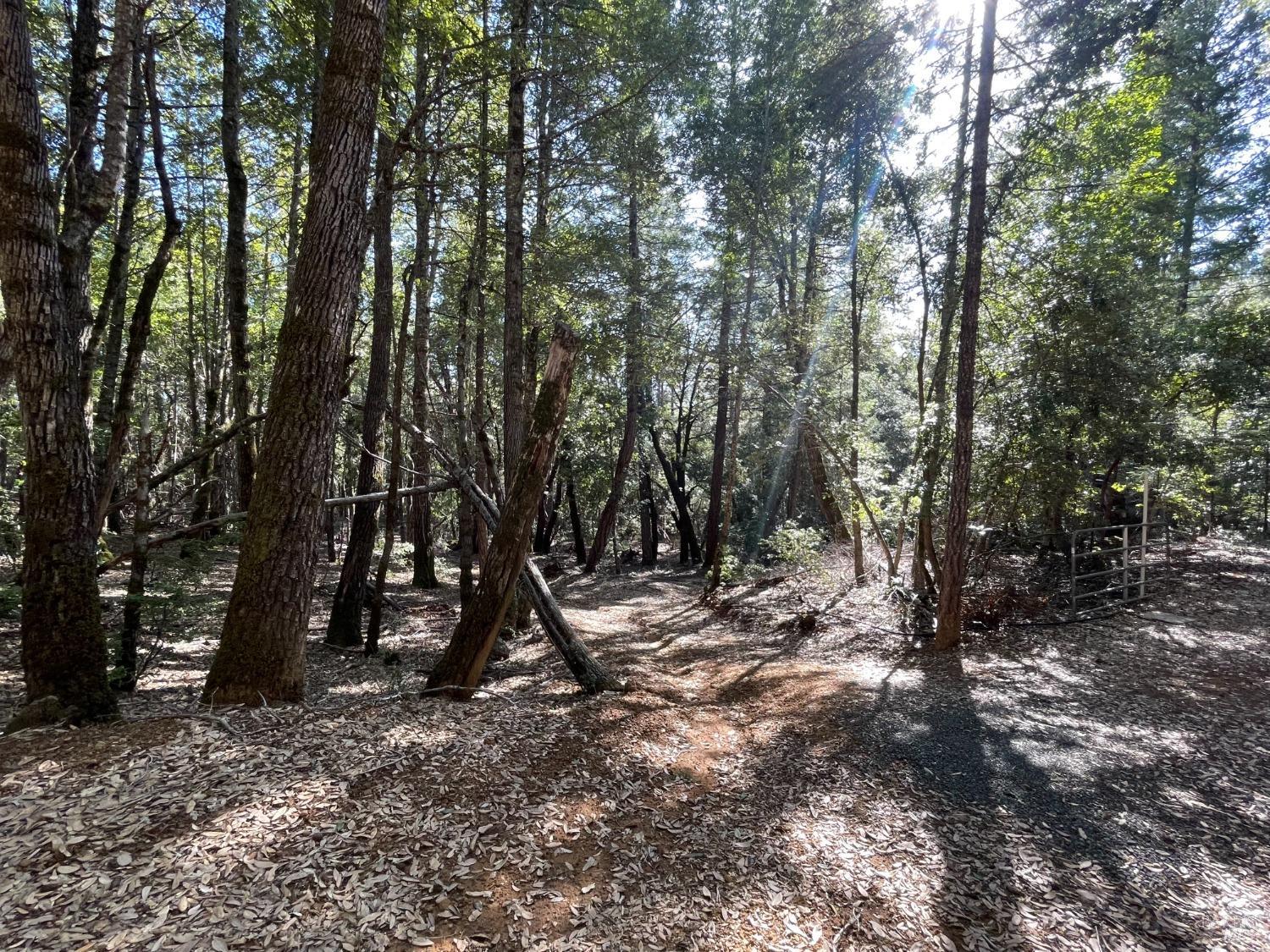 a view of outdoor space with lots of trees