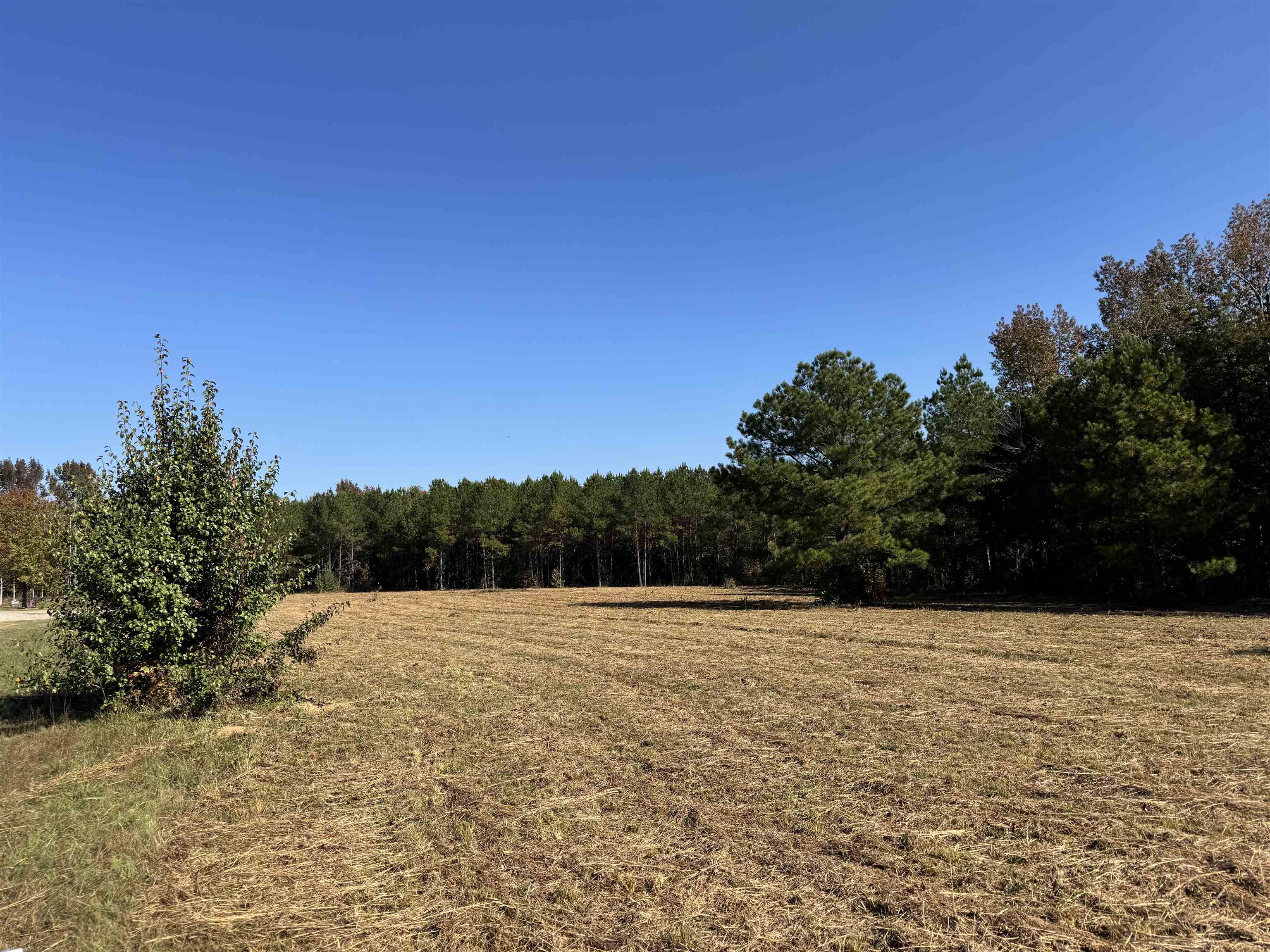 a view of a with large trees