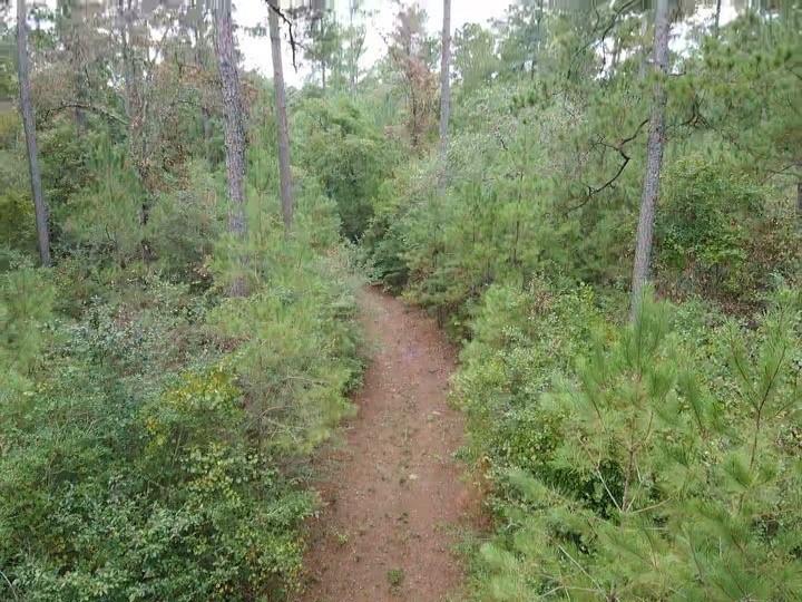 a view of a pathway with a forest