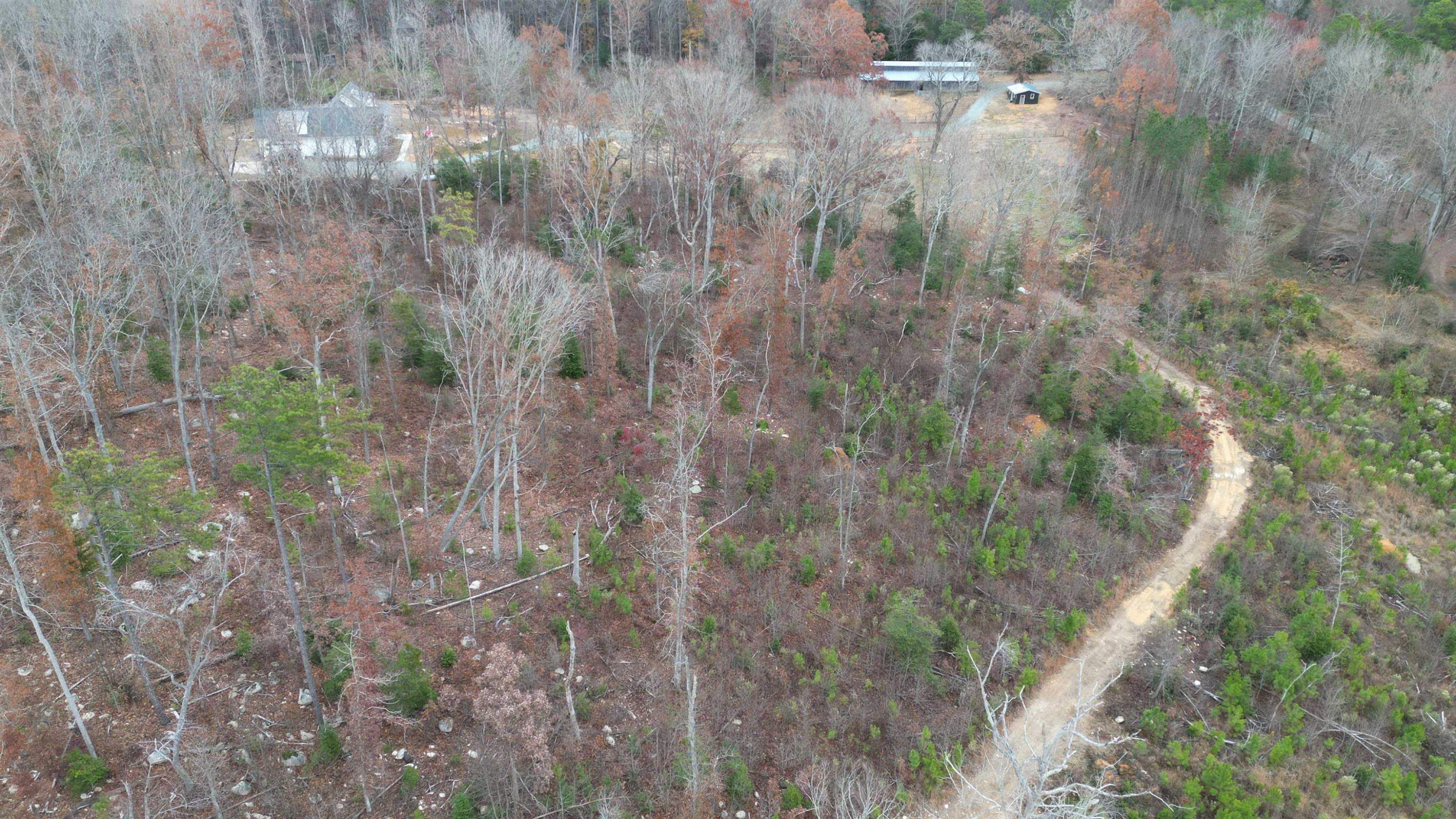 a view of a forest