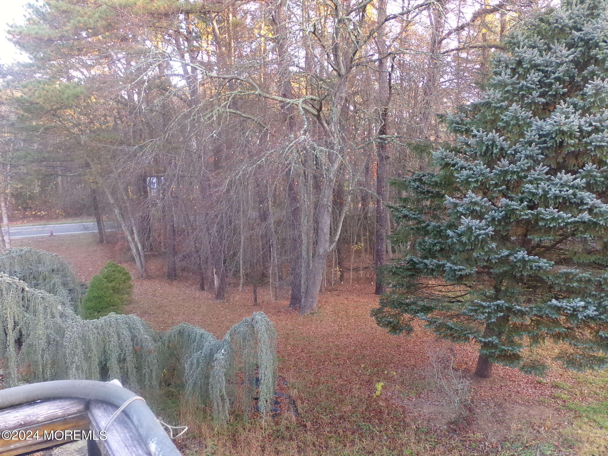 a view of backyard with large trees