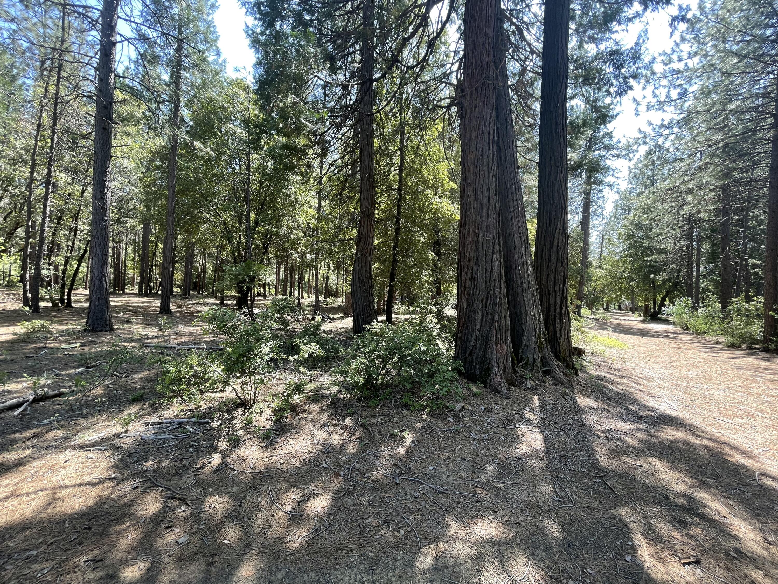 a view of outdoor space with lots of trees