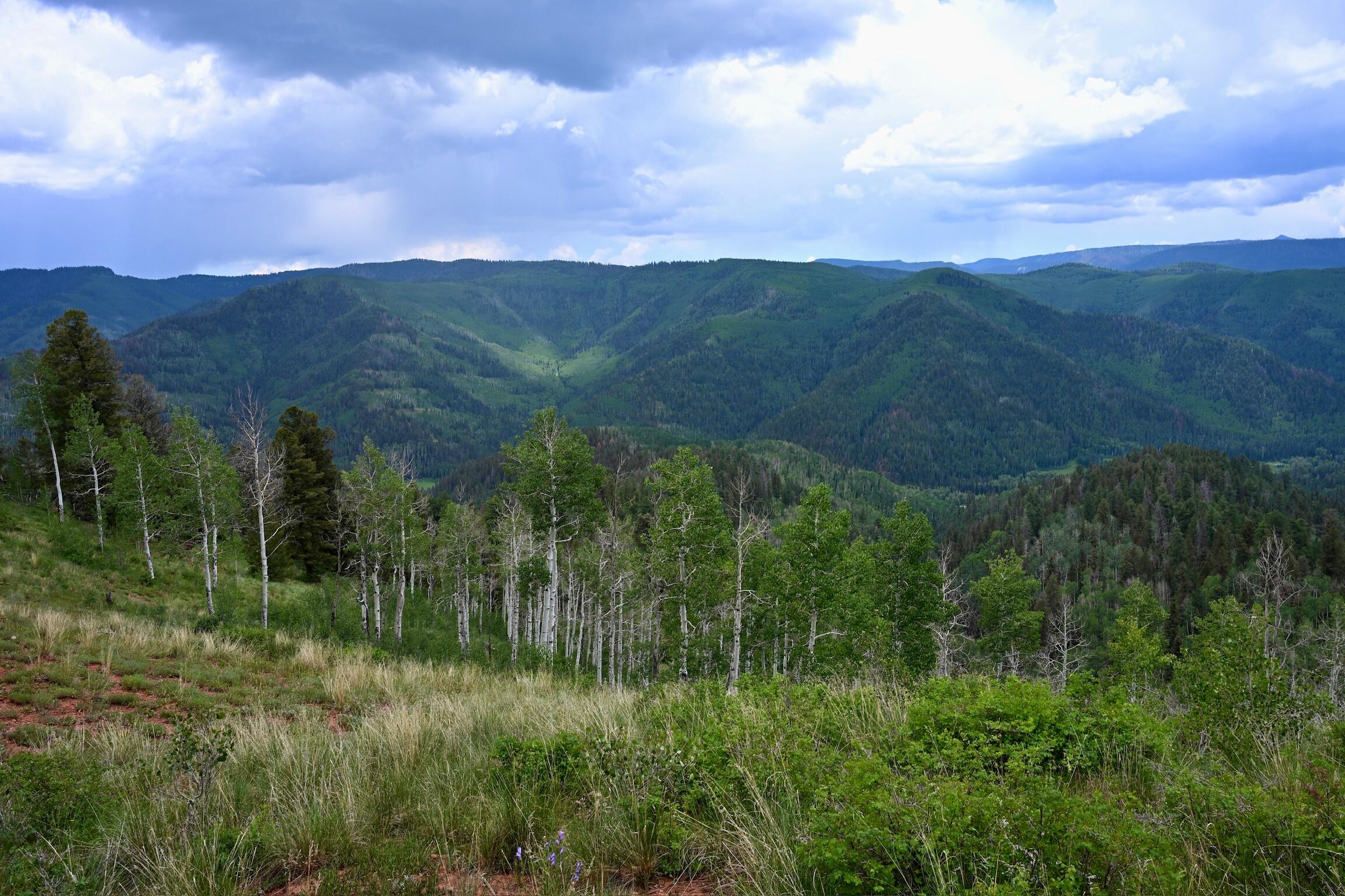 a view of a green field with lots of bushes