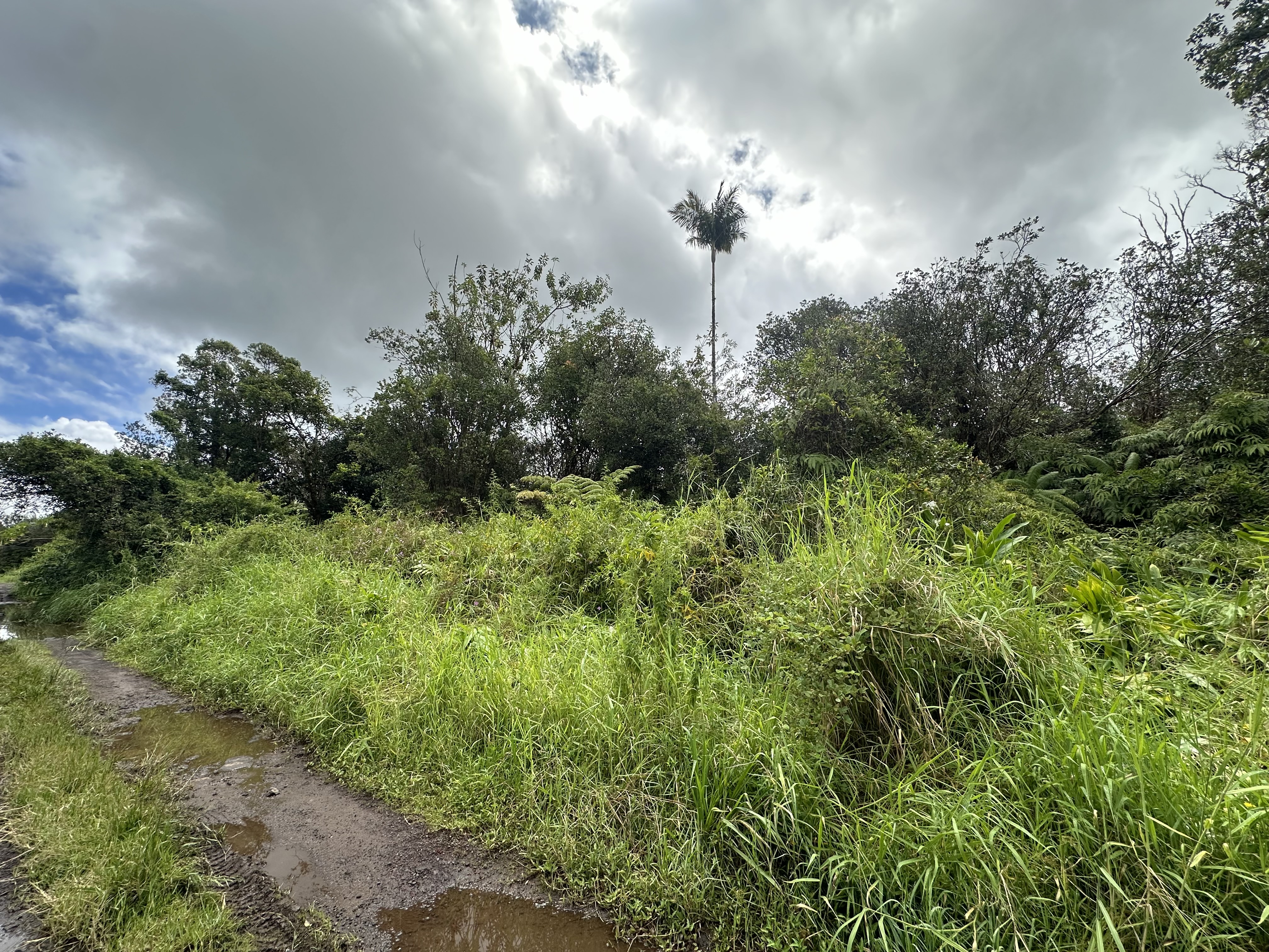 a view of a garden