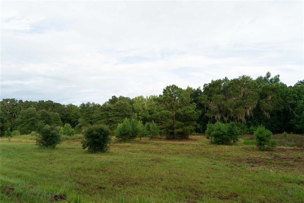 a view of a big yard with plants and large tree