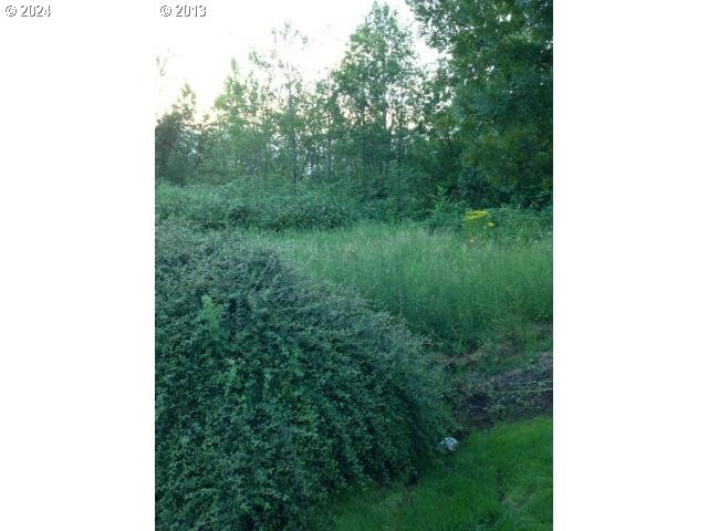 a view of a lush green forest with a sink