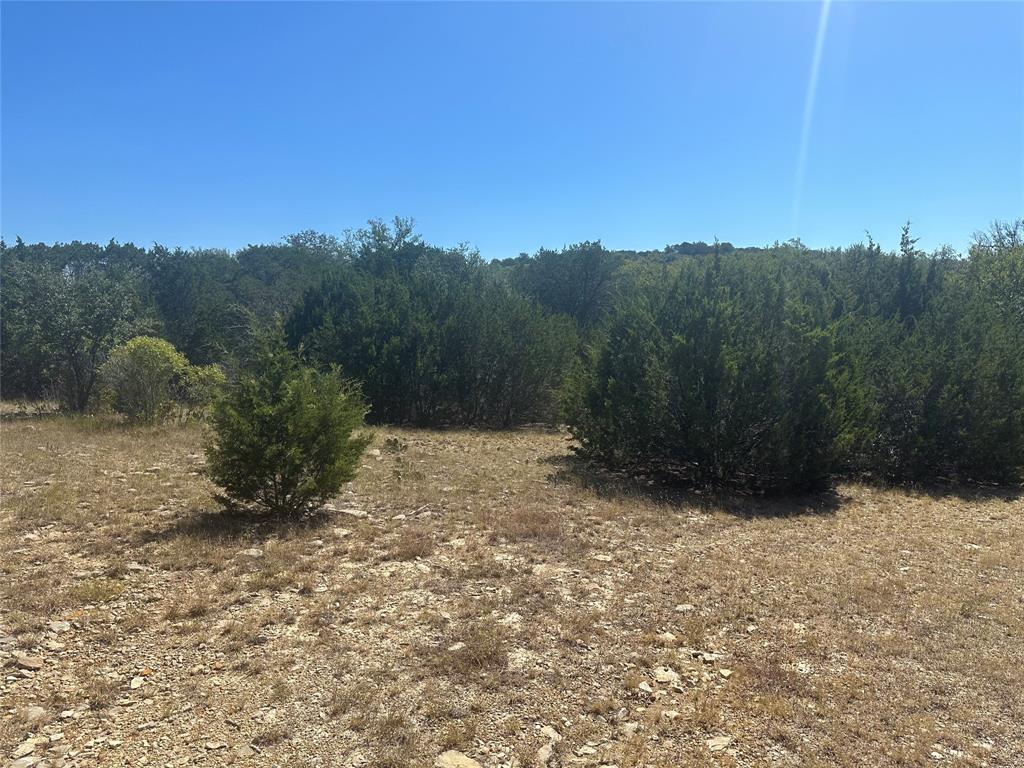 a view of a yard with a tree