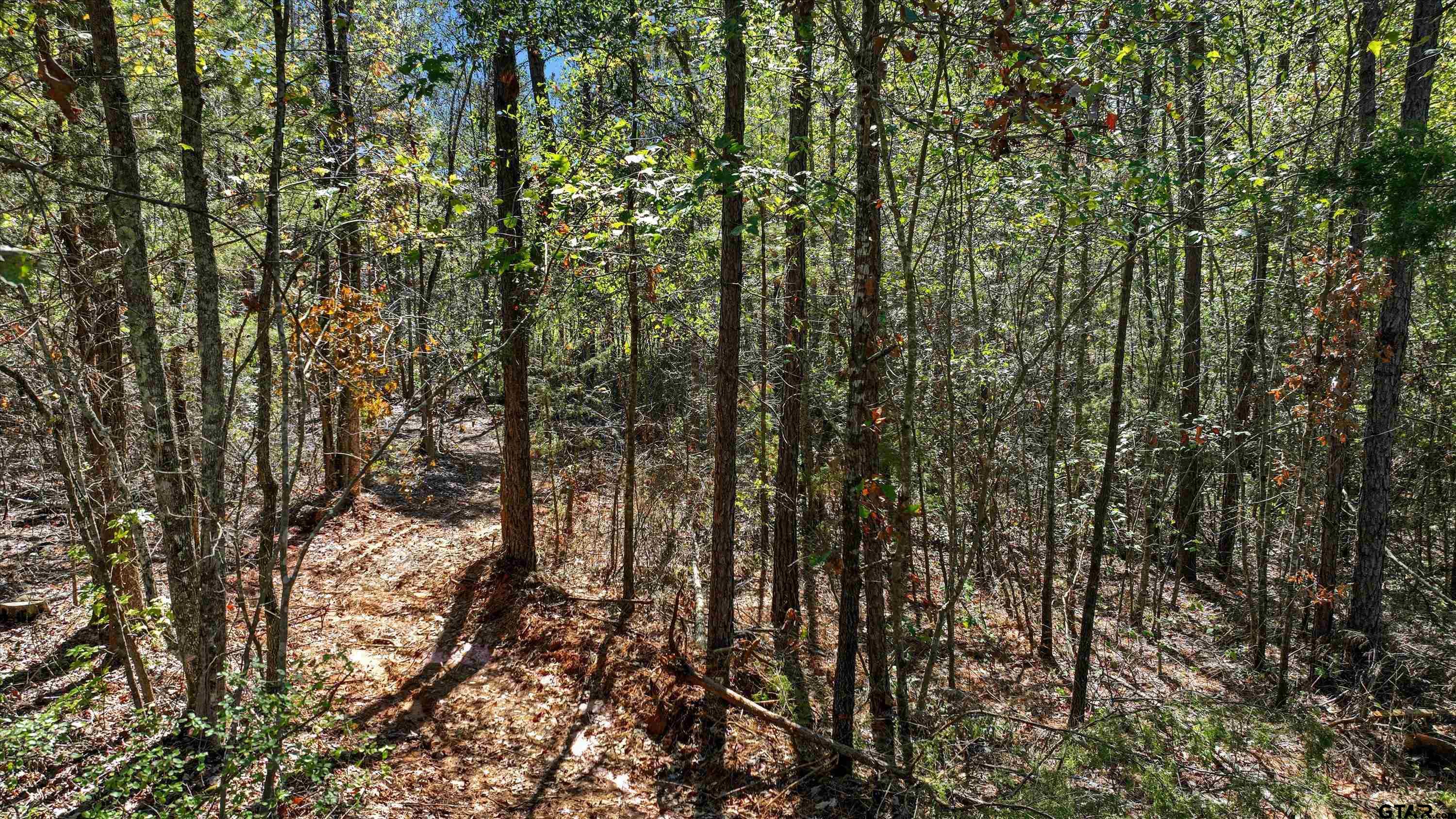 a view of a yard with a tree