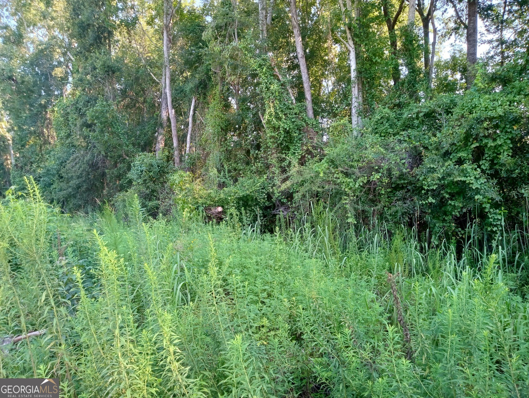 a view of a lush green forest