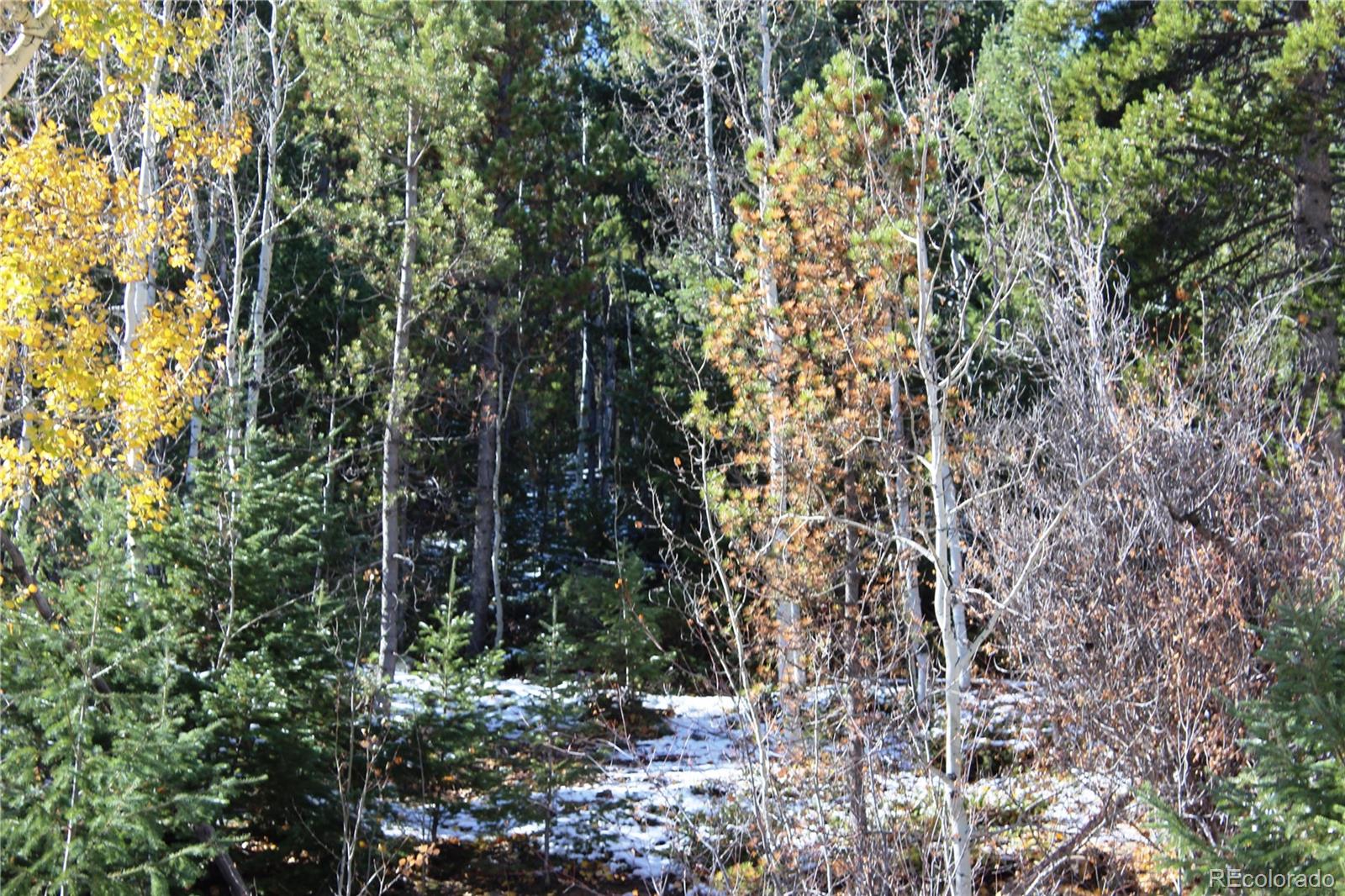 a view of a forest with trees