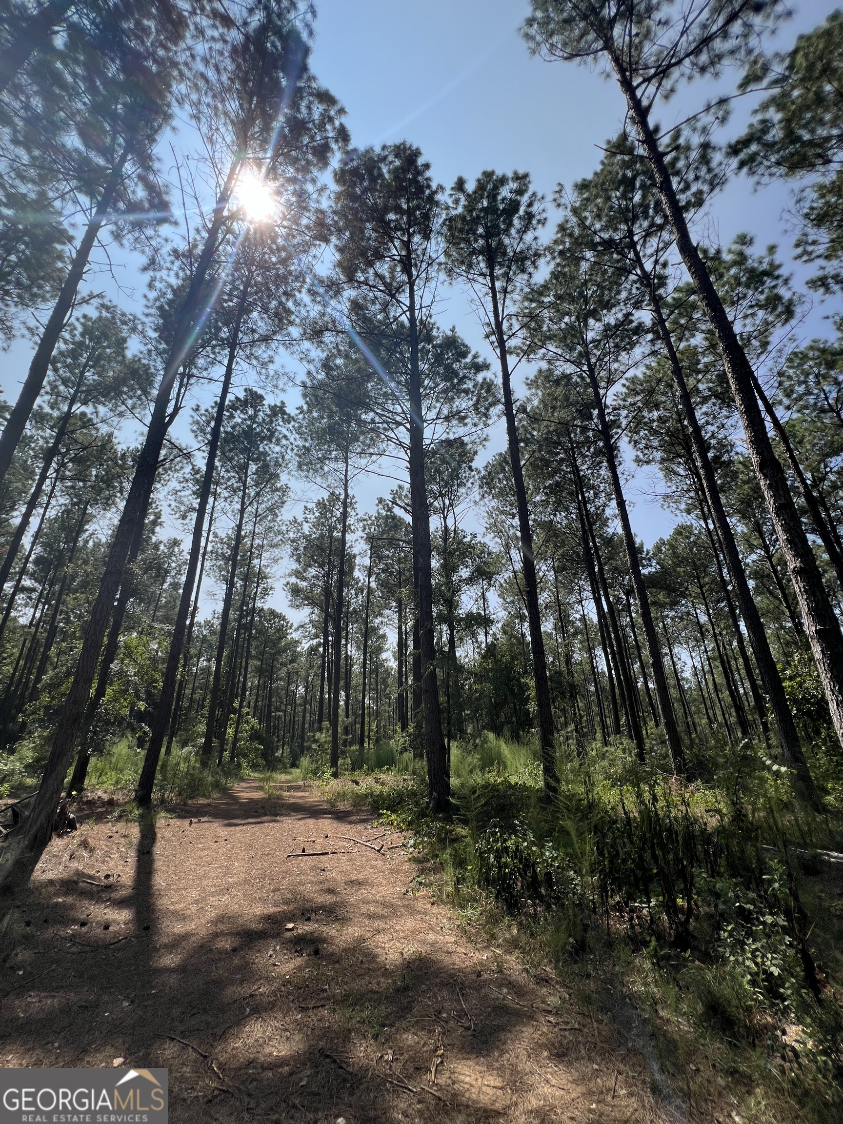 a view of a road with trees