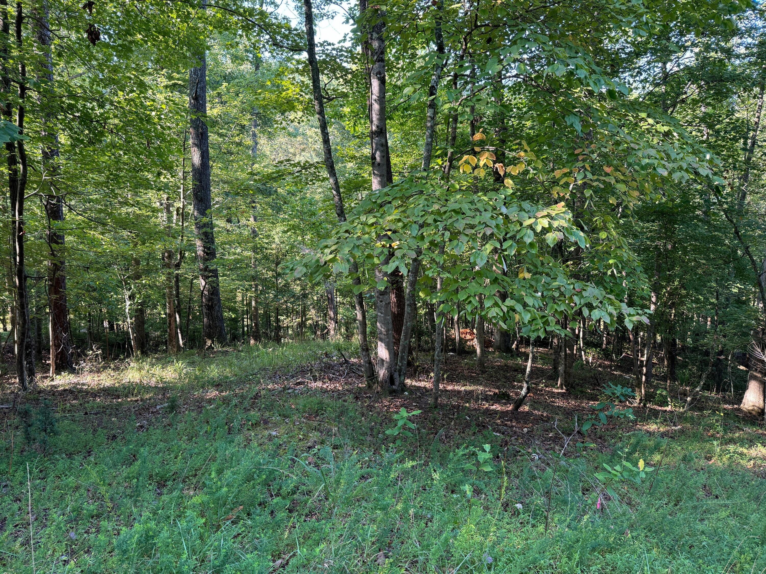 a view of outdoor space and green space