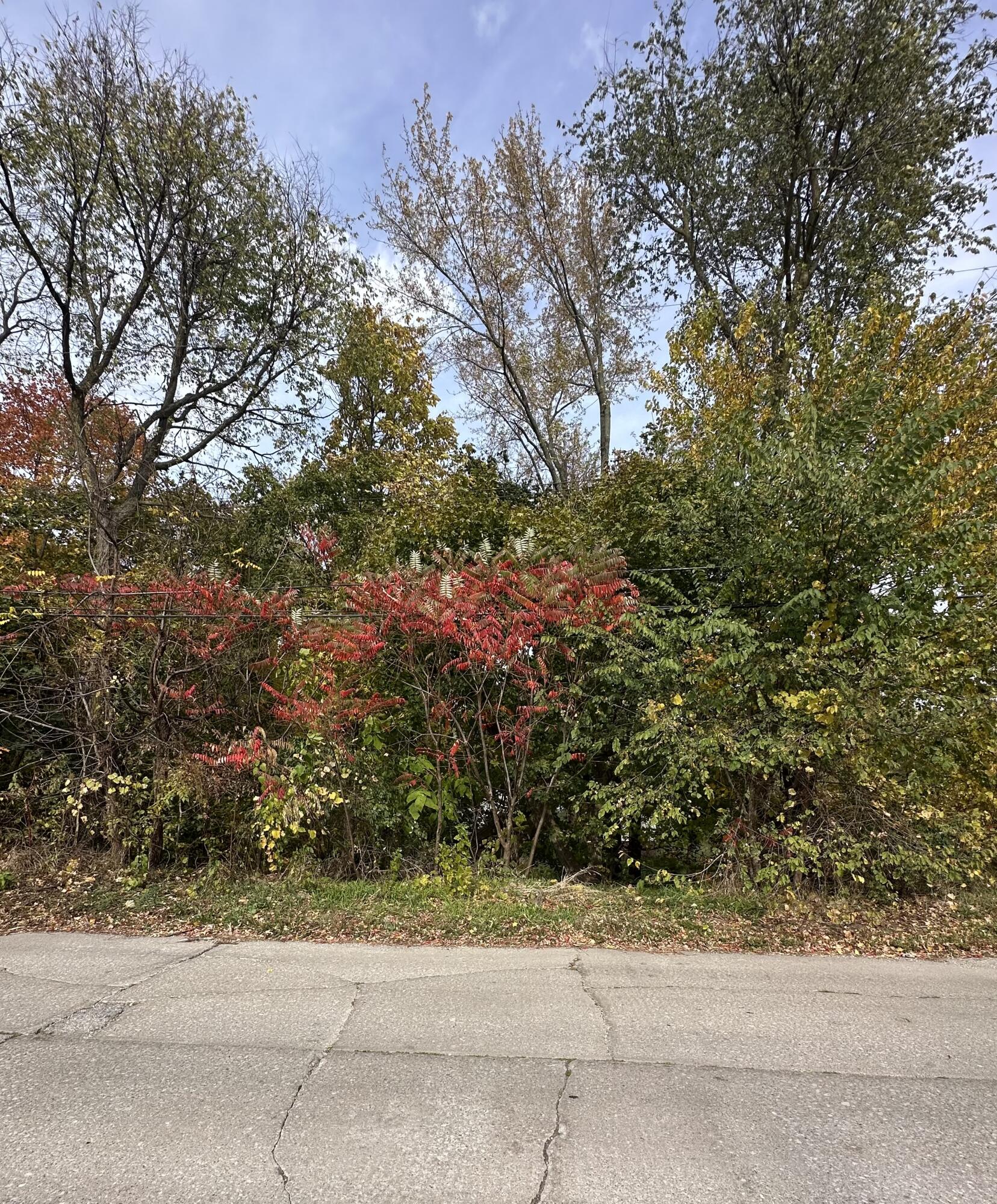 a view of a yard with a tree