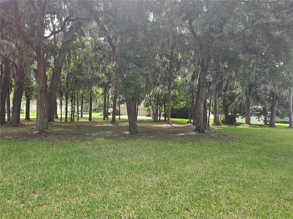 a view of a trees in a yard