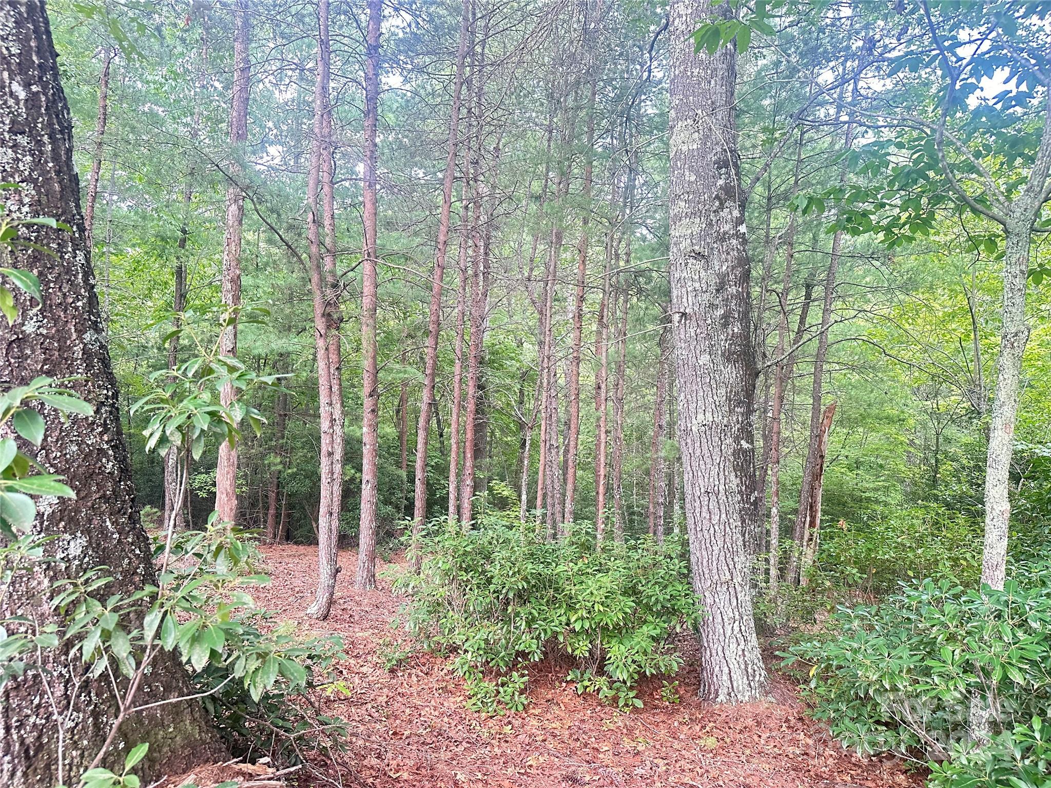 a view of a garden with plants and large trees