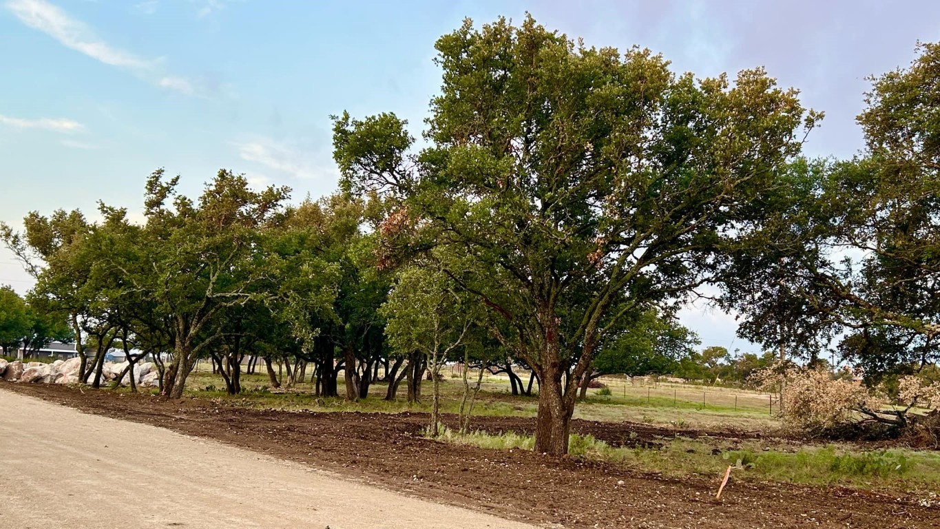 a street view with large trees