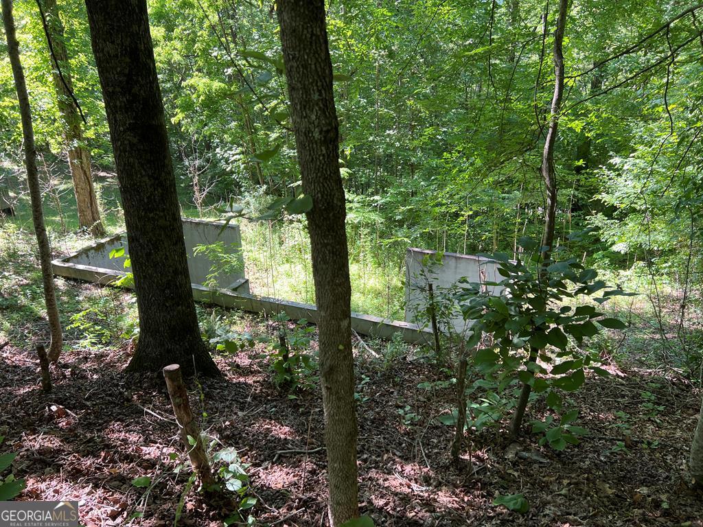 a view of a garden with plants and large trees