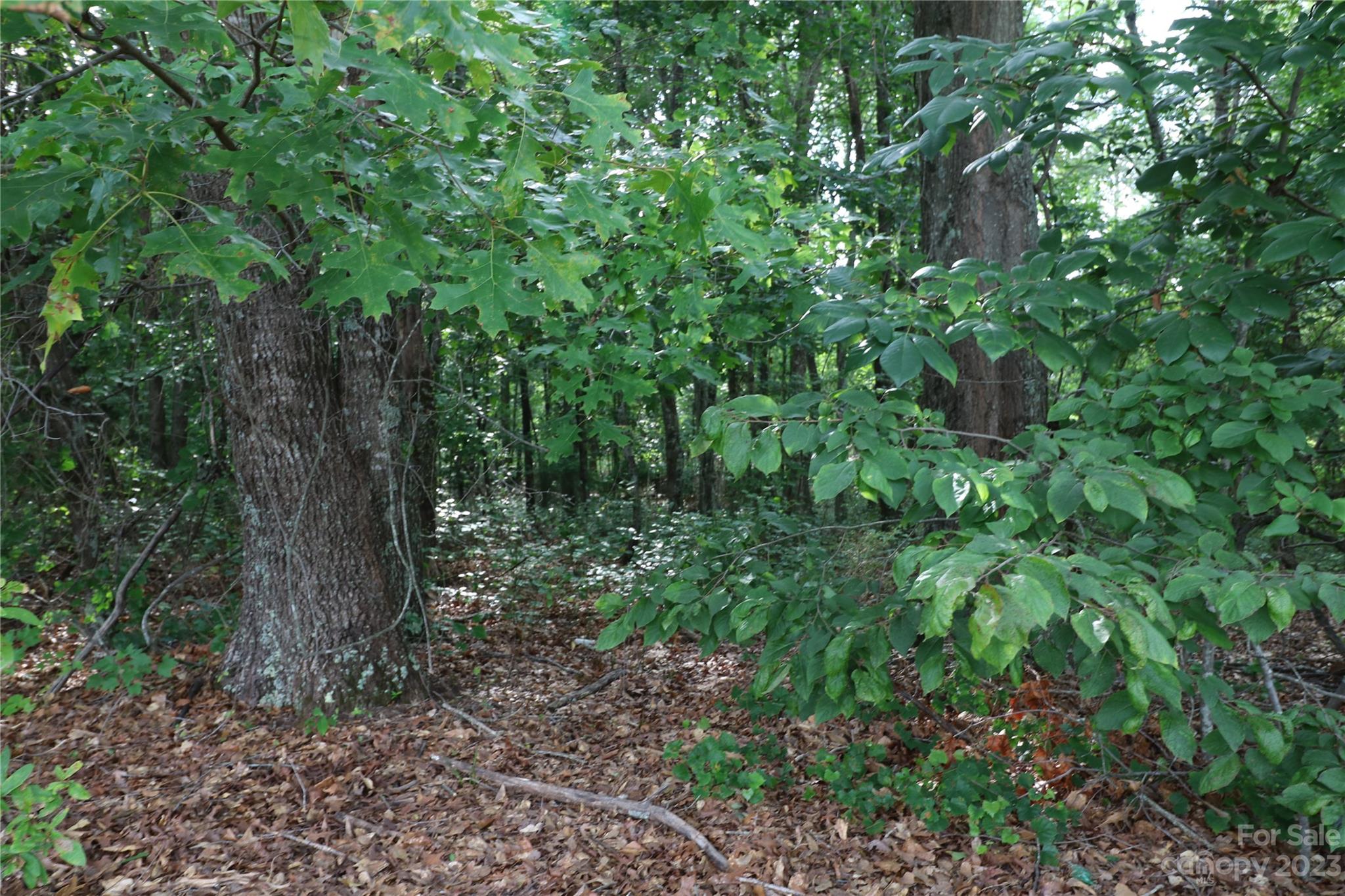 a view of a forest with plants and trees