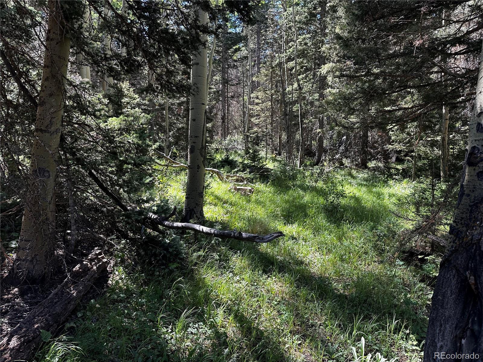 a view of a lush green forest