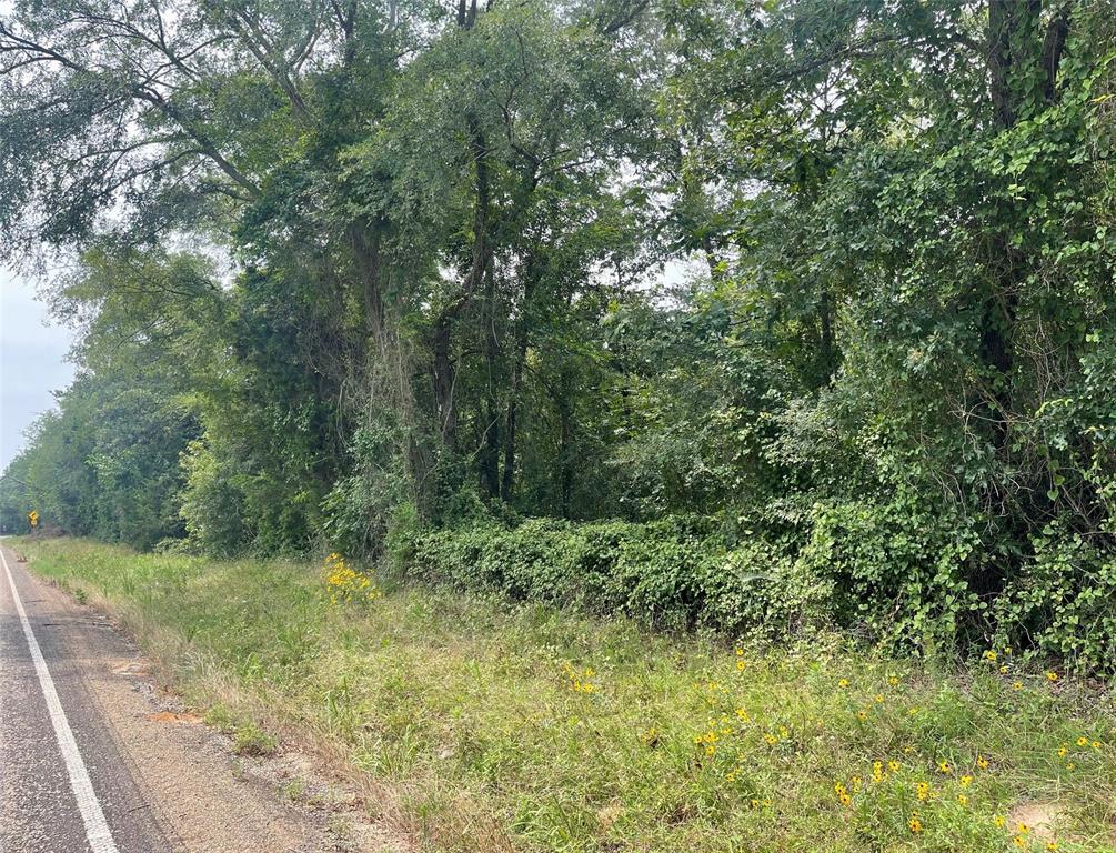 a view of a lush green forest