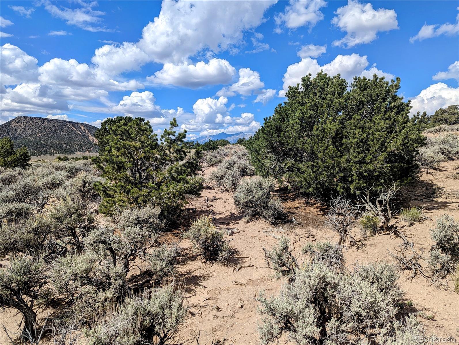 a view of a bunch of trees