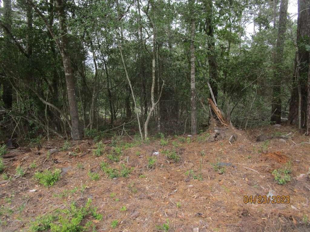 a view of a forest with trees in the background