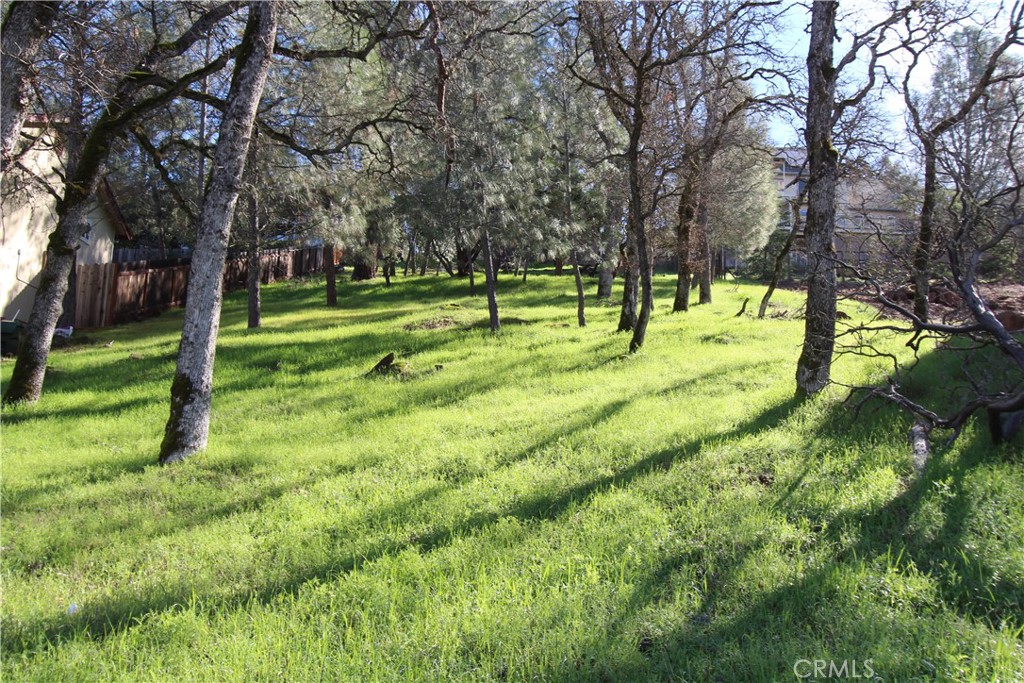 a view of a park with a tree