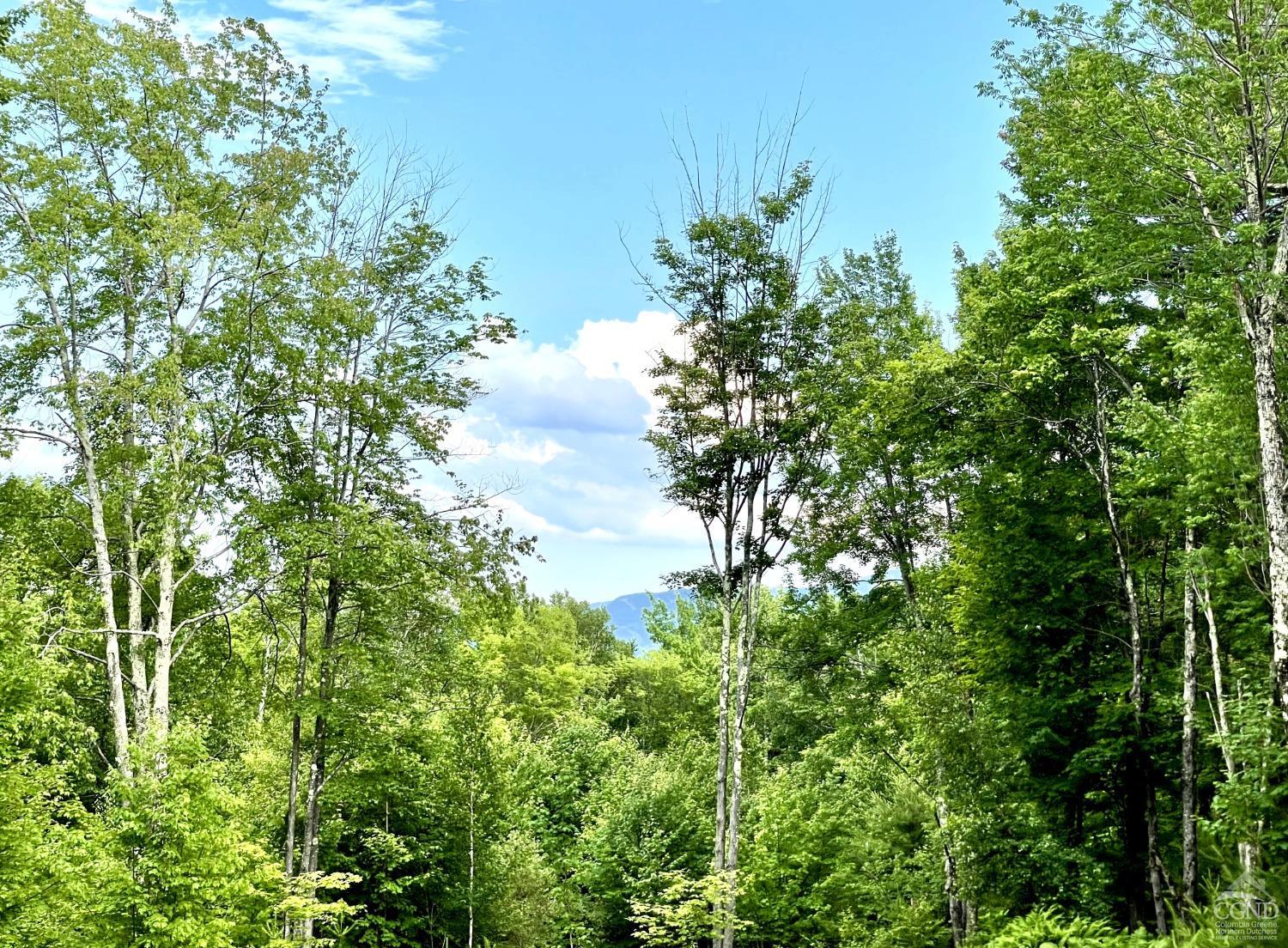 a lush green forest with lots of trees