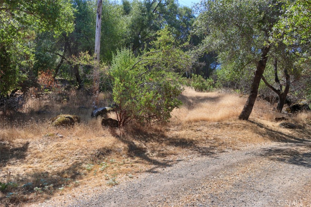 a view of a yard with a tree