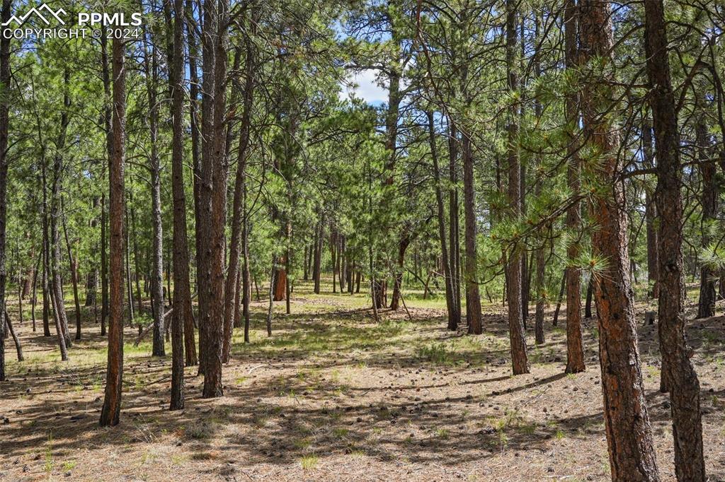 a view of outdoor space with trees