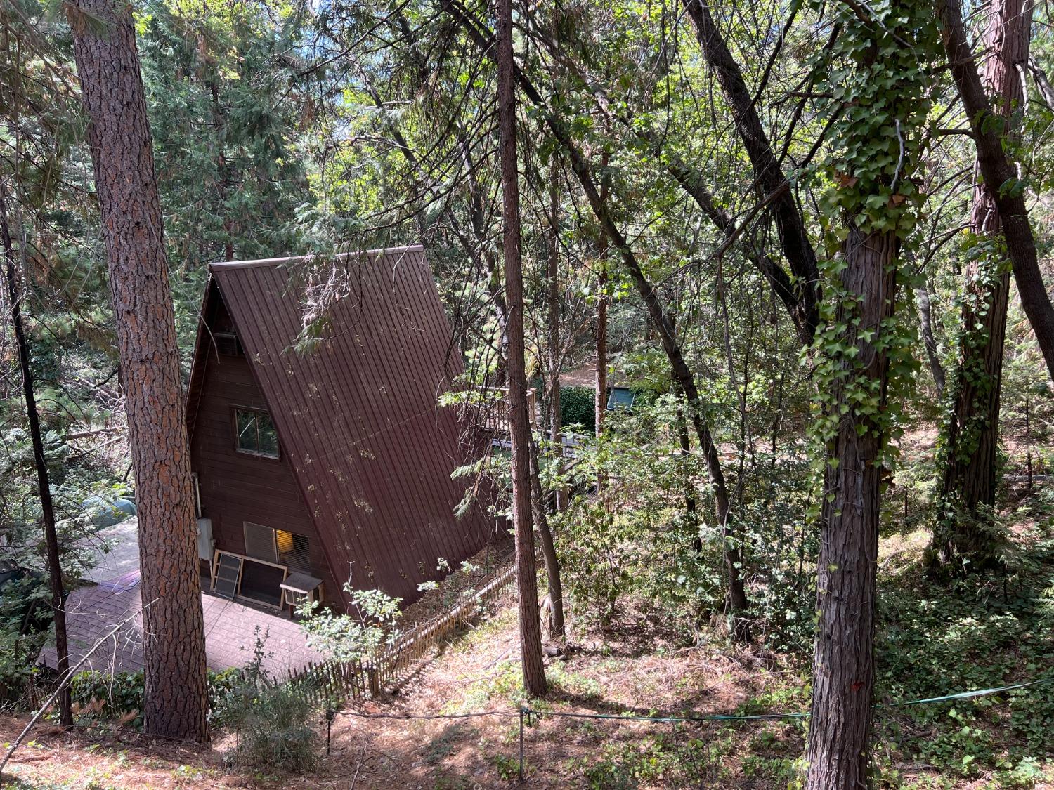 a view of a forest with a tree